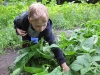William picking beans